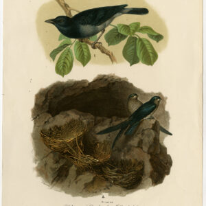 Minder Cuckooshrike Cave Swiftlet Zimmermann Hartinger C. 1865