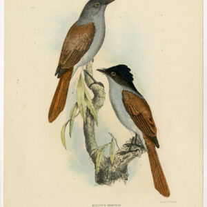 Mascarene Paradise Flycatcher Schlegel Trap 1869