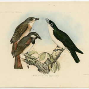 Chabert Vanga Red Tailed Madagascar Schlegel Trap 1869