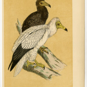 Egyptische Gier Neophron Percnopterus Scavenger Morris C. 1850