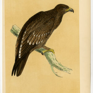 Groter Gespotte Adelaar Clanga Clanga Morris C. 1850