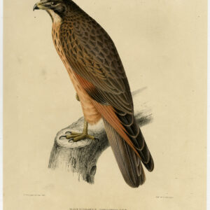 Grashopper Buzzard Butastur Rufipennis Severeyns C. 1870