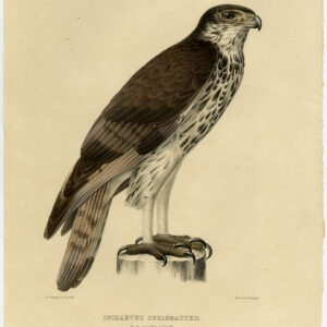 Afrikaanse Hawk Eagle Aquila Spilogaster Severeyns C. 1870