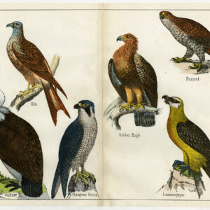 Lammergeier Vulture Golden Adelaar Peregrine Anoniem C. 1870