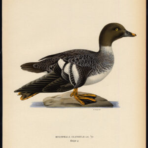 Bucephala Clangula Gewone Goldeneye Duck Female Von Wright 1917