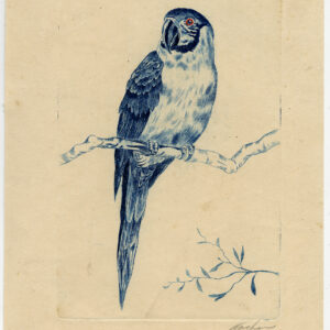 Originele print-PARROT-MACAW-Koch-c.1950