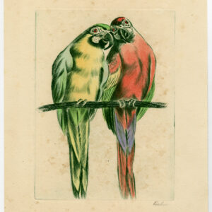 Originele print-PARROTS-MACAW-Koch-c.1950