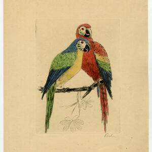 Originele print-PARROTS-MACAW-II-Koch-c.1950