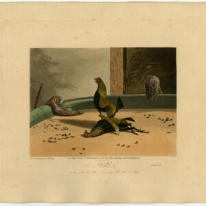 Cock Fighting Death Fielding 1853
