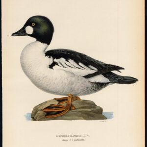 Bucephala Clangula Gewone Goldeneye Duck Male Von Wright 1917