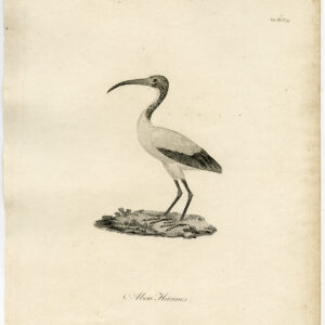 Ibis Abou Hannes Bruce Heath 1804