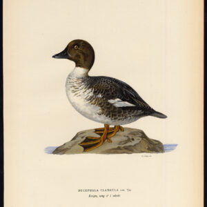 Bucephala Clangula Gewone Goldeneye Duck Male Ii Von Wright 1917
