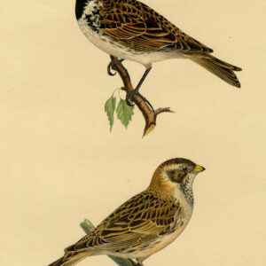 Calcarius Lapponicus Lapland Longspur Von Wright 1917