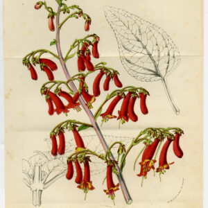 Antieke prent-PHYGELIUS CAPENSIS-CAPE FIGWORT-FUCHSIA-Van Houtte-c. 1850