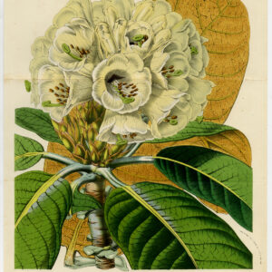 Antieke prent-RHODODENDRON FALCONERI-Van Houtte-c. 1850