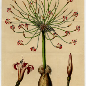 Antieke prent-BRUNSVIGIA JOSEPHINAE-JOSEPHINE'S LILY-Van Houtte-c. 1850