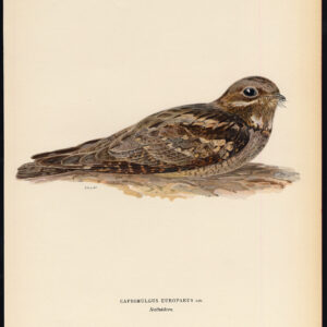 Capprimulgus Europaeus Europese Nachtjar Von Wright 1917
