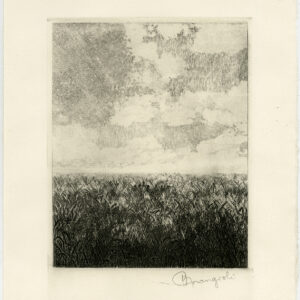 Antieke prent-VELD-TARWE-GRAS-Arcangioli-1949