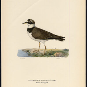 Charadrius Dubius Kleine Plover Von Wright 1917