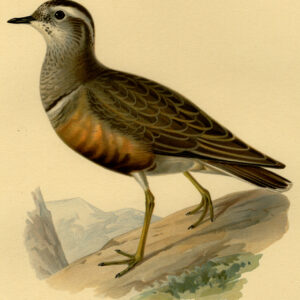 Charadrius Morinellus Eurasian Dotterel Von Wright 1917