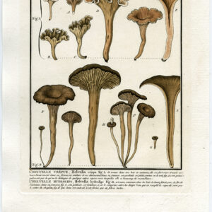 Antieke prent-PADDESTOEL-HELVELLA CRISPA-WIT ZADEL-PL. 465-Bulliard-1791