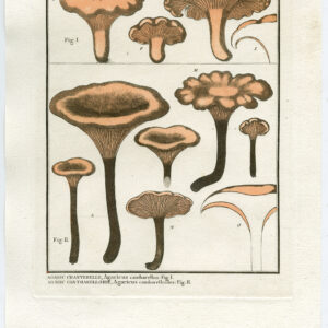 Antieke prent-PADDESTOEL-CANTHARELLUS-CHANTERELLE-PL. 505-Bulliard-1791