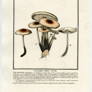 Antieke prent-PADDESTOEL-TETRAPYRGOS NIGRIPES-FUNGUS-PL. 344-Bulliard-1791