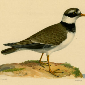 Charadrius Hiaticula Gebonden Plover Von Wright 1917