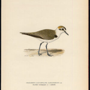 Charadrius Alexandrinus Kentish Plover Von Wright 1917