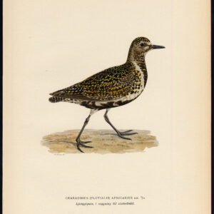 Antieke Pluvialis Apricaria Europese Gouden Plover Von Wright 1917