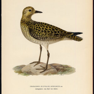 Antieke Pluvialis Apricaria Europese Gouden Plover Ii Von Wright 1917