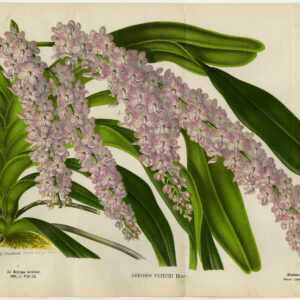 Antieke prent-ORCHIDE-ORCHIS-AERIDES VEITCHII-Stroobant-Morren-1881