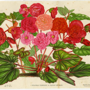 Antieke prent-BEGONIA-VARIETY-PLANT-BLOEM-Stroobant-Morren-1879