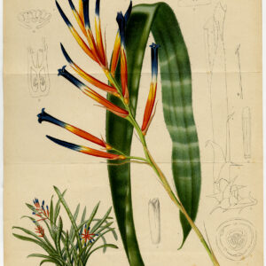Antieke prent-QUESNELIA LIBONIANA-BILLBERGIA-BROMELIA-Stroobant-Morren-1877