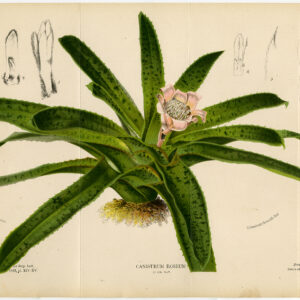 Antieke prent-CANISTRUM FRAGRANS-ROSEUM-BROMELIA-PLANT-Stroobant-Morren-1883