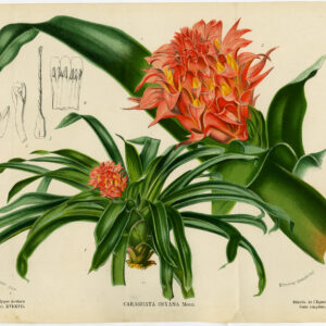 Antieke prent-GUZMANIA OSYANA-CARAGUATA-BROMELIA-PLANT-Stroobant-Morren-1883