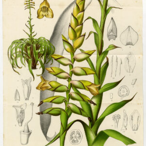 Antieke prent-TILLANDSIA-XIPHION-VRIESEA-JONGHEI-BROMELIA-Morren-1874
