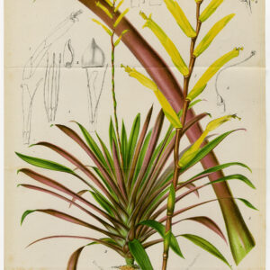 Antieke prent-VRIESEA AMETHYSTINA-BROMELIA-Stroobant-Morren-1884