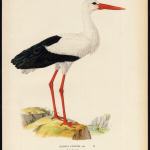 Ciconia Ciconia White Stork Von Wright 1917