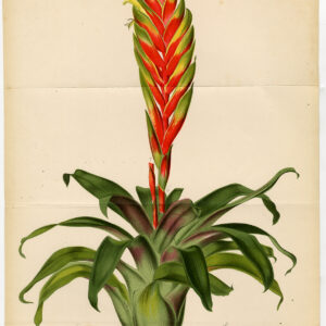Antieke prent-VRIESEA DUVALIANA-BROMELIA-Stroobant-Morren-1884
