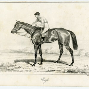 Antieke prent-volbloed renpaard-dichteres-JOCKEY-Journal des Haras-1841