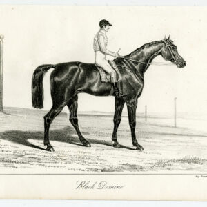 Antieke prent-volbloed renpaard-zwarte DOMINO-JOCKEY-Journal des Haras-1841