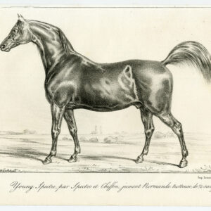 Antieke prent-volbloed renpaard-jonge SPECTRE-MARE-Journal des Haras-1841