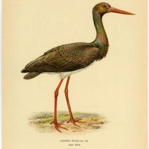 Ciconia Nigra Black Stork Von Wright 1917