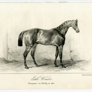 Antieke prent-volbloed renpaard-LITTLE WONDER-Adam-Journal des Haras-1841