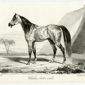 Antieke prent-volbloed paard-CHABON-Bonnemaison-Journal des Haras-1841