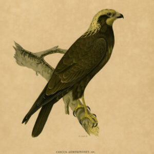 Circus Aeruginosus Western Marsh Harrier Von Wright 1917