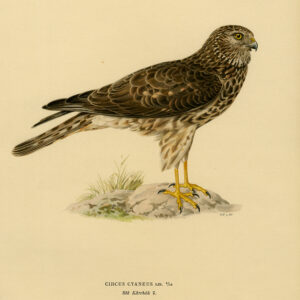 Circus Cyaneus Kip Harrier Northern Female Von Wright 1917