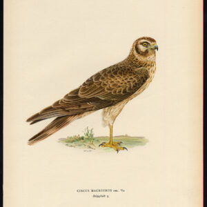 Circus Macrourus Pale Harrier Pallid Proofvogel Von Wright 1917