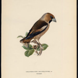 Coccothraustes Coccothraustes Hawfinch Von Wright 1917